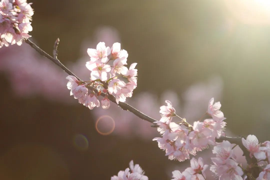 山樱烂漫，珞珈春暖，来年三月，樱花树下，愿我们欣然再会（武汉大学樱花图片高清图真实照片大全）(图24)