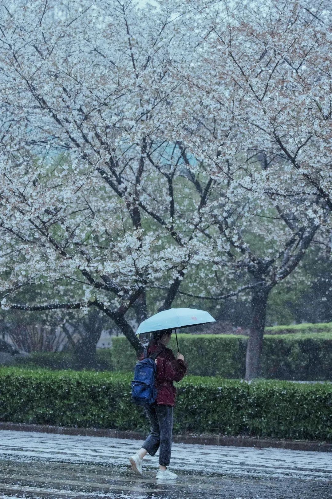 山樱烂漫，珞珈春暖，来年三月，樱花树下，愿我们欣然再会（武汉大学樱花图片高清图真实照片大全）(图17)