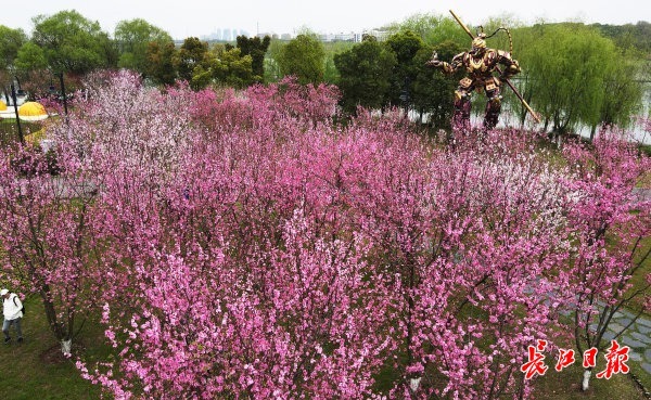 武汉东湖桃花盛开