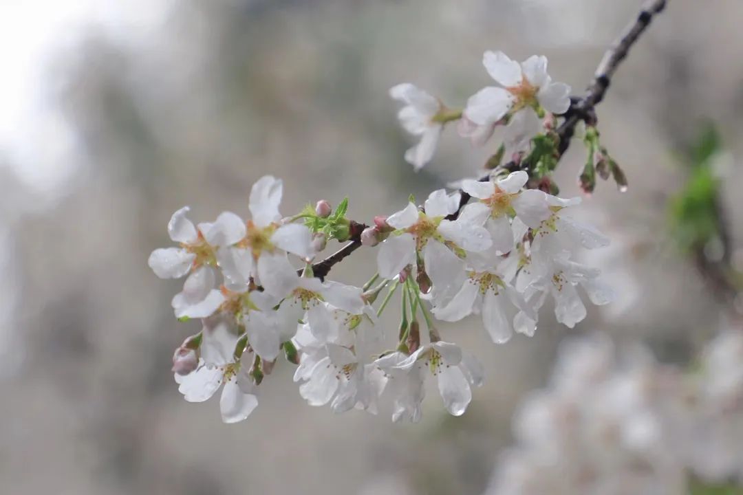 山樱烂漫，珞珈春暖，来年三月，樱花树下，愿我们欣然再会（武汉大学樱花图片高清图真实照片大全）(图15)