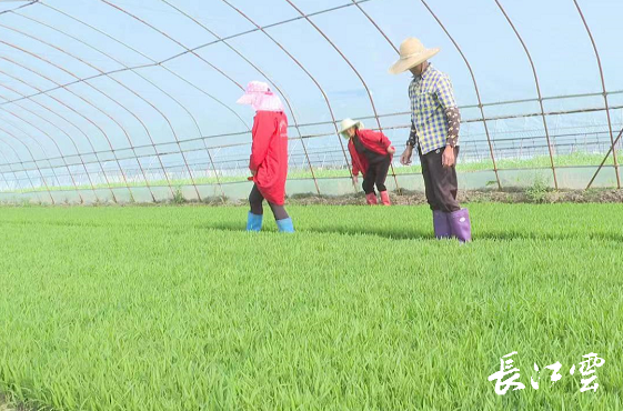 洪湖:家庭农场助农增收 打造致富"新引擎"