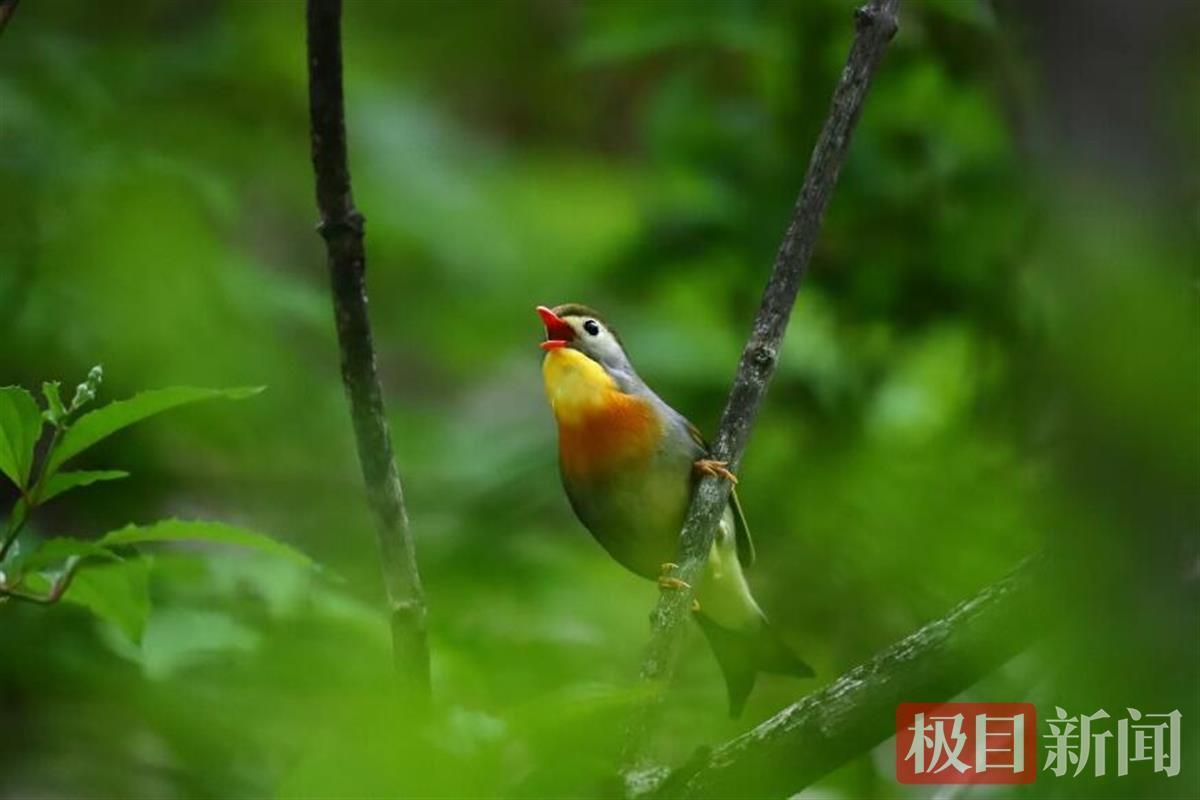 湖北大别山地区首次发现红嘴相思鸟