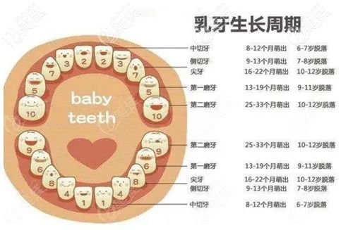 婴儿自出生六个月开始乳牙将逐渐萌出,至两岁半左右20颗乳牙全部萌出