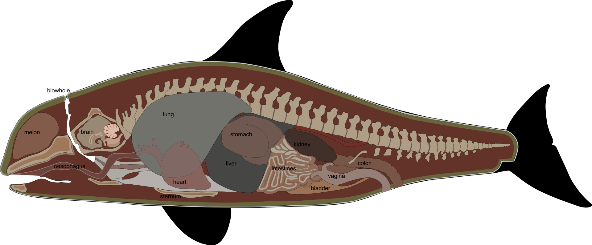 鲸鱼有四个胃,每个胃中都有大量的胃液.