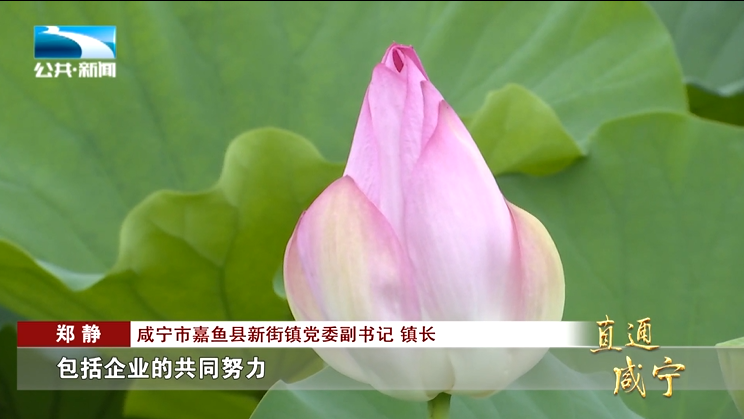 咸宁市嘉鱼县新街镇党委副书记,镇长 郑静:"我们就想通过我们政府
