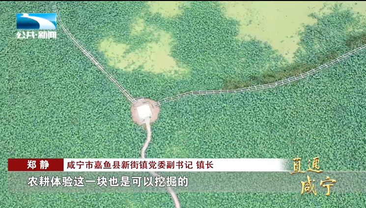 咸宁市嘉鱼县新街镇党委副书记,镇长 郑静:"怎么去挖掘这里面的藕文化