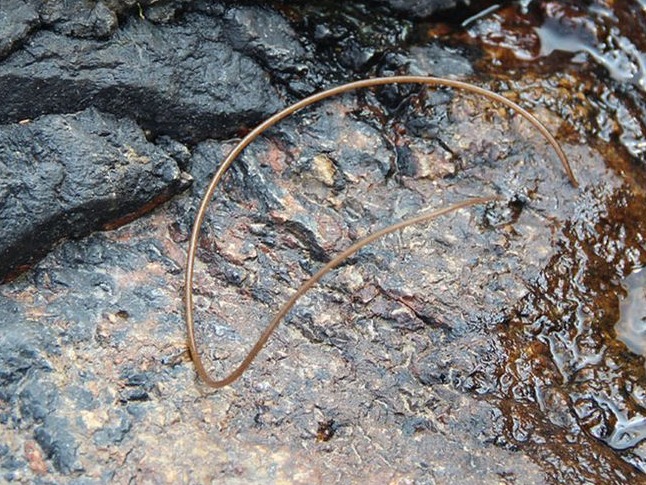 四川多景区发现数米长线虫，专家紧急回应