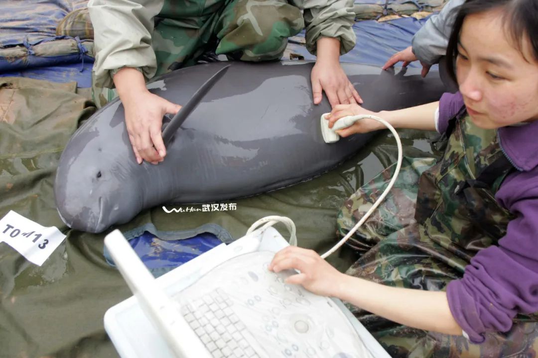 摄此项工作启动以来,中科院水生生物研究所等科研单位对长江武汉段