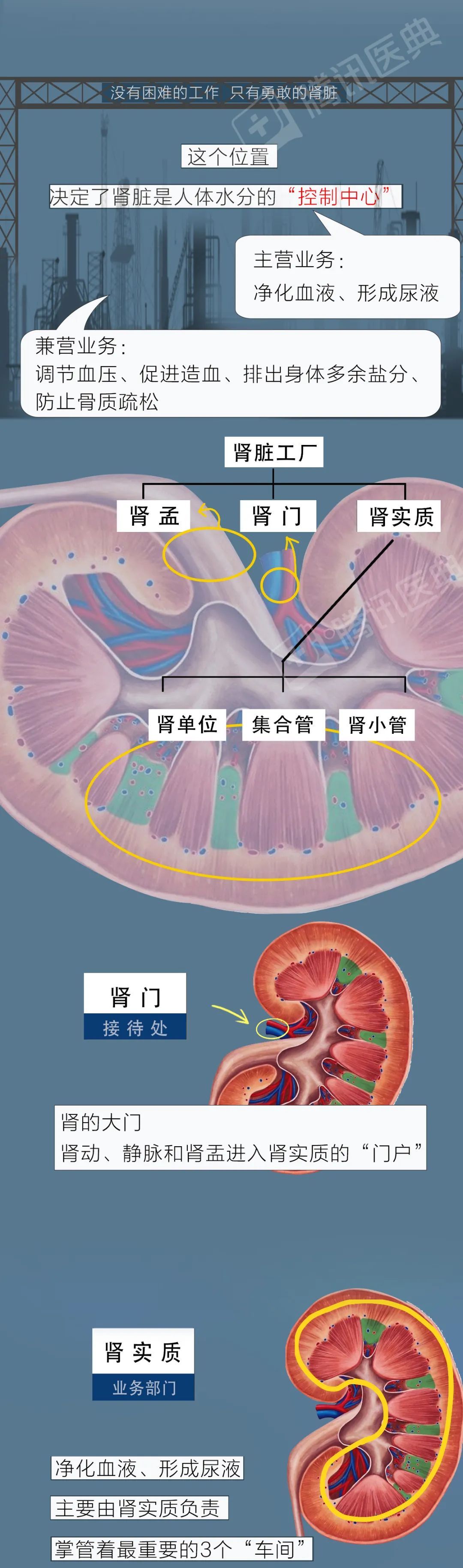 肾脏24小时默默工作却常被我们这5件事伤害