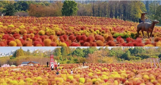 武汉东湖4万余株“红叶地肤”迎来最佳观赏期