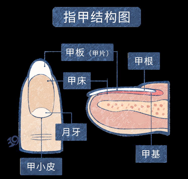 指甲由甲板,甲床,甲根,甲基等四部分组成.