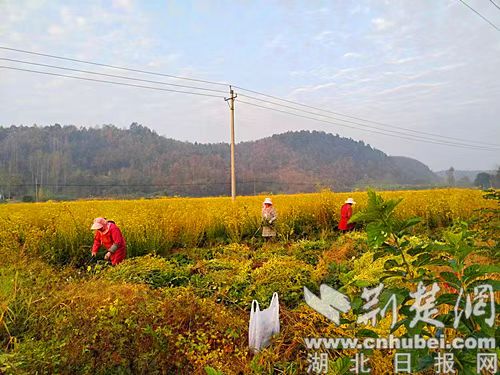 随州随县瞄准中药材种植助力乡村振兴