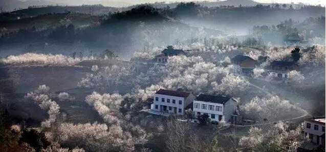 你只知道车厘子 却不知道湖北房县有个樱桃乡