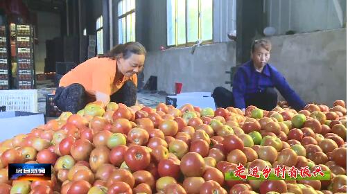 野人谷鎮：西紅柿喜獲豐收  助推村民奔富路