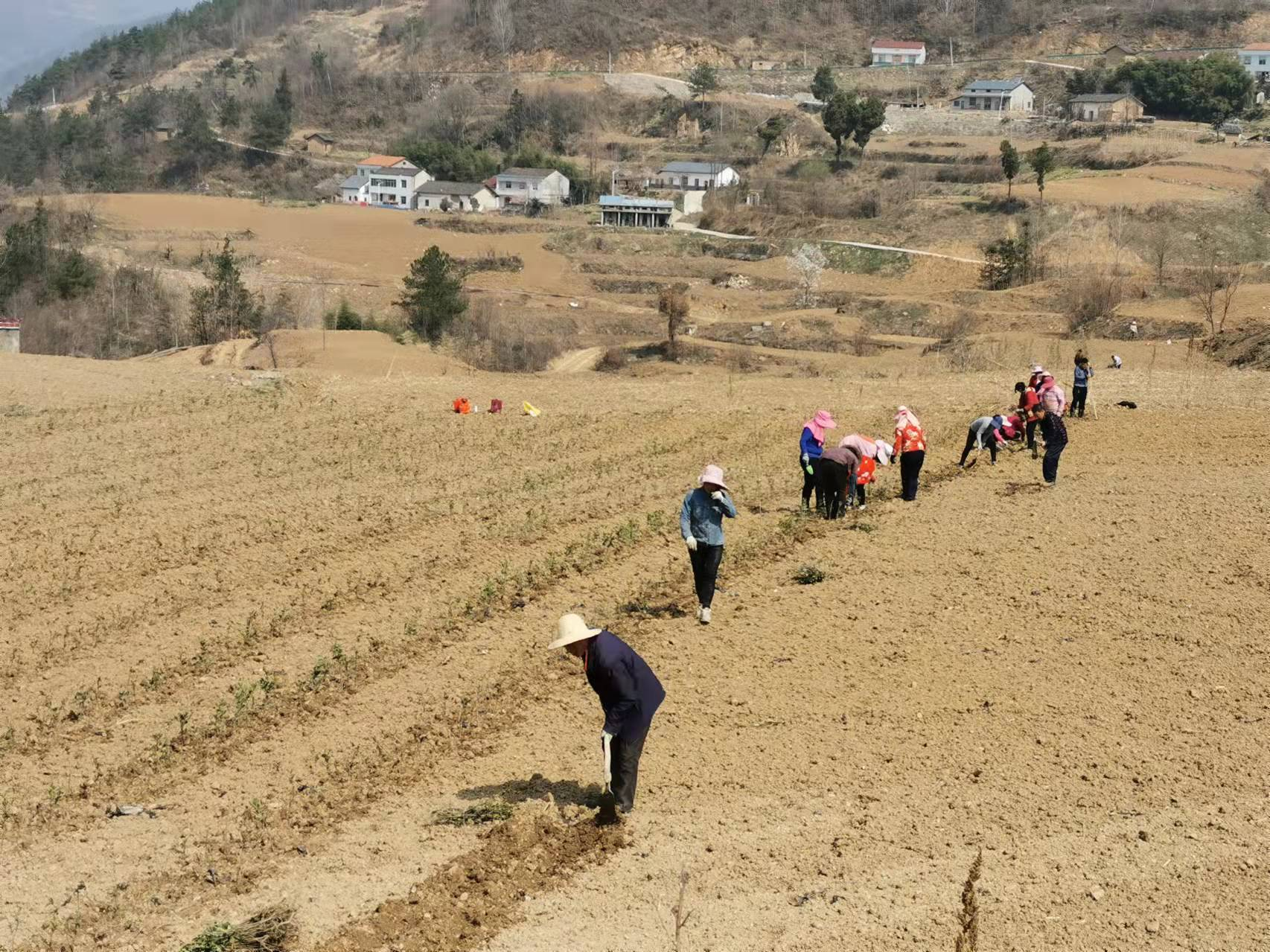 房县沙河乡四步走种植茶叶5000亩