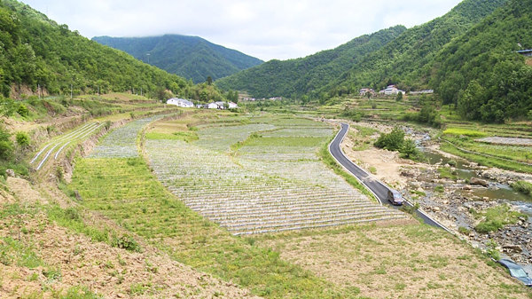 房县茶园套种蔬菜赋能乡村振兴