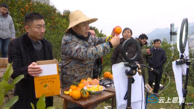 直播4小时销售超万斤杭州恩施商会助力巴东柑橘俏销