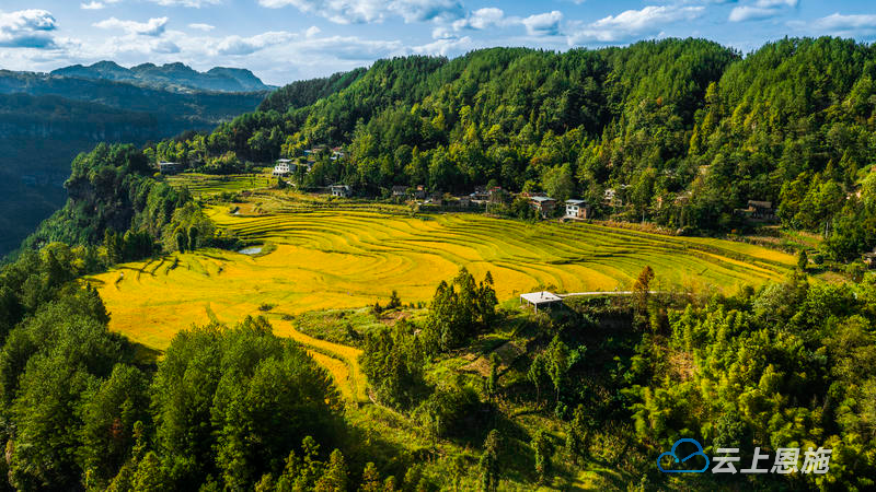 组图 | 利川：金秋稻田 “丰景”如画