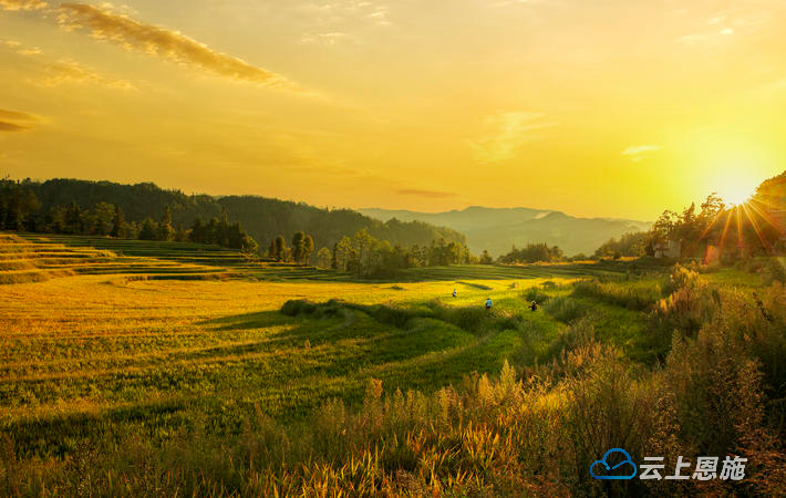 组图 | 利川：金秋稻田 “丰景”如画