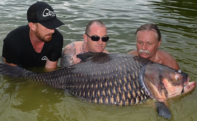 英国游客在泰国钓起200斤大鲤鱼