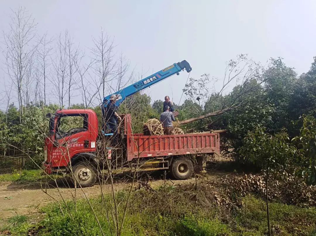 荆州区风景变钱景花木产业铺就乡村振兴富民路
