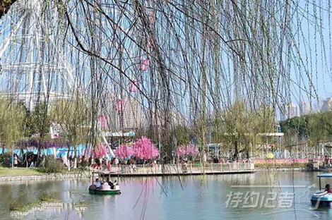 特约记者行:玉桥公园首现国家保护动物斑头雁_云上荆州