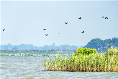 【靈秀湖北·生靈歡歌】首次發現！斑嘴鴨、綠頭鴨在荊州大規模繁殖