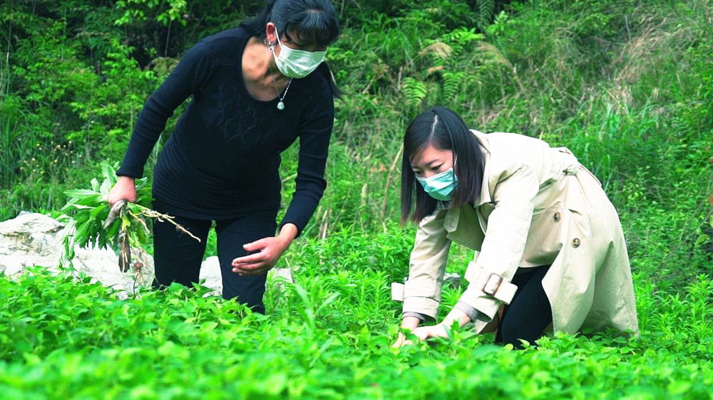 决战决胜脱贫攻坚栗树垴村800亩鱼腥草茶铺开山乡脱贫致富路