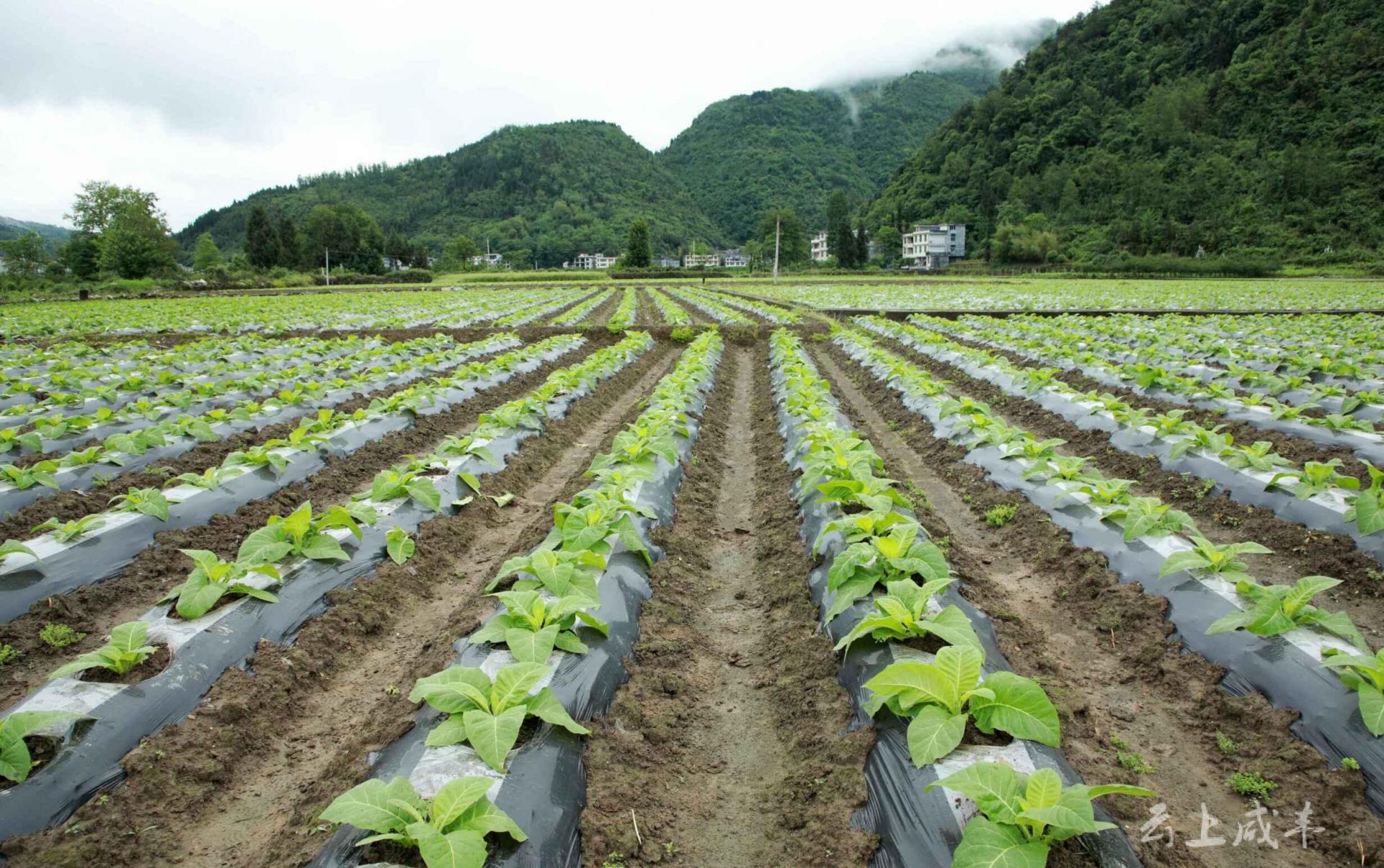 (记者 覃明 通讯员 周方奎 )5月17日,咸丰县忠堡镇石门坎村烟农在管理