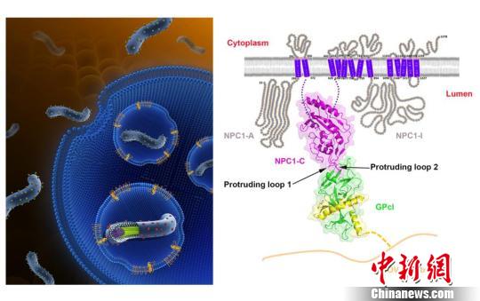 埃博拉病毒入侵宿主细胞模式图(左)博拉病毒表面激活态糖蛋白GPcl与其宿主的内吞体内受体NPC1的复合物三维结构图(右) 中国科协 供图