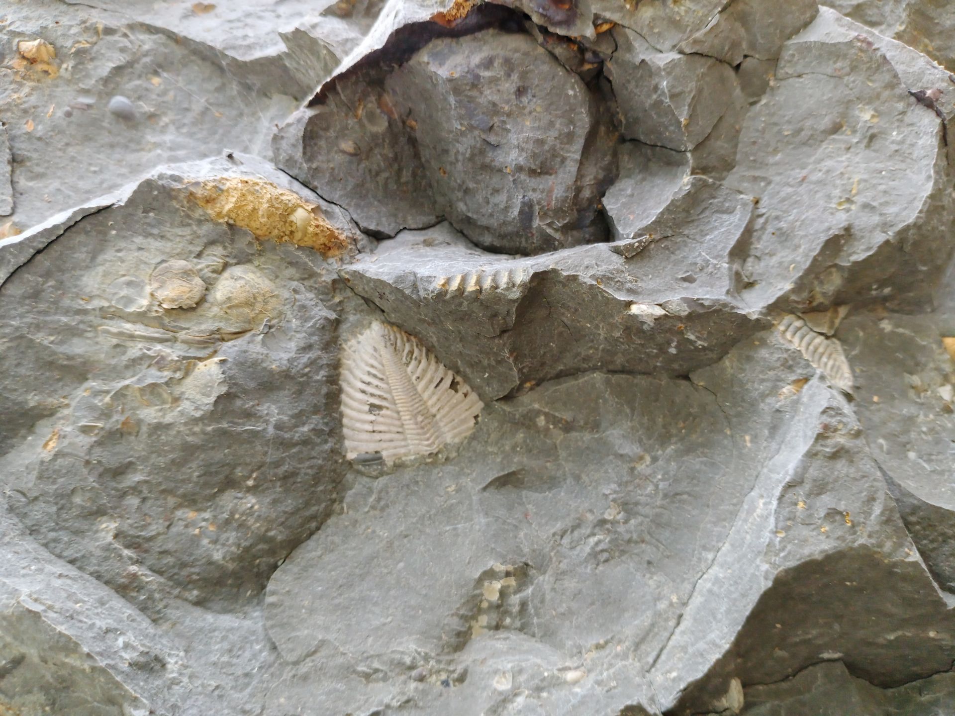 爱好者常见古生物化石 中华翼形莱德利基虫 - 知乎