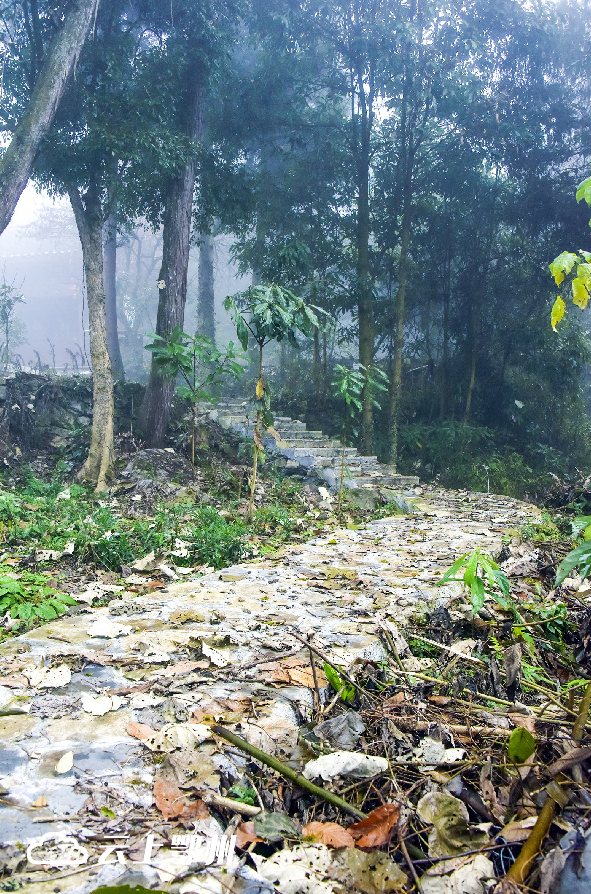 早上9时,91岁的老人朱惠清进山拾柴归来,他指着干净的游步道说"路