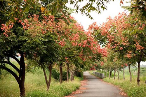 荆门市树市花均为双胞胎