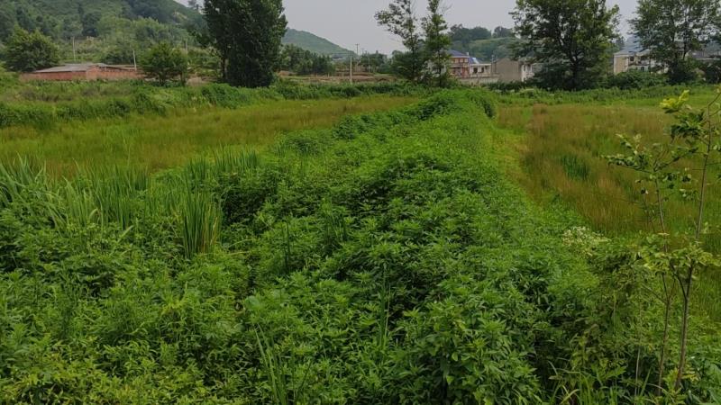 云上大冶报道(记者 张伟)近日,大箕铺镇八流村刘必富湾村民向本台反映