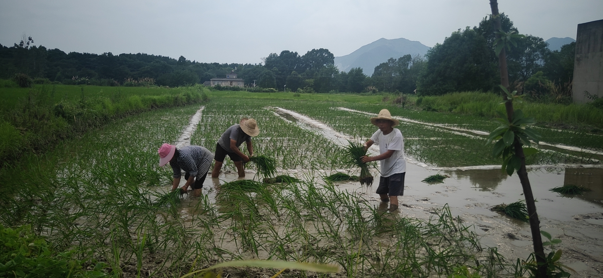 7月8日,位于殷祖镇工业园区的湖北绿知堂竹业股份有限公司因连续暴雨