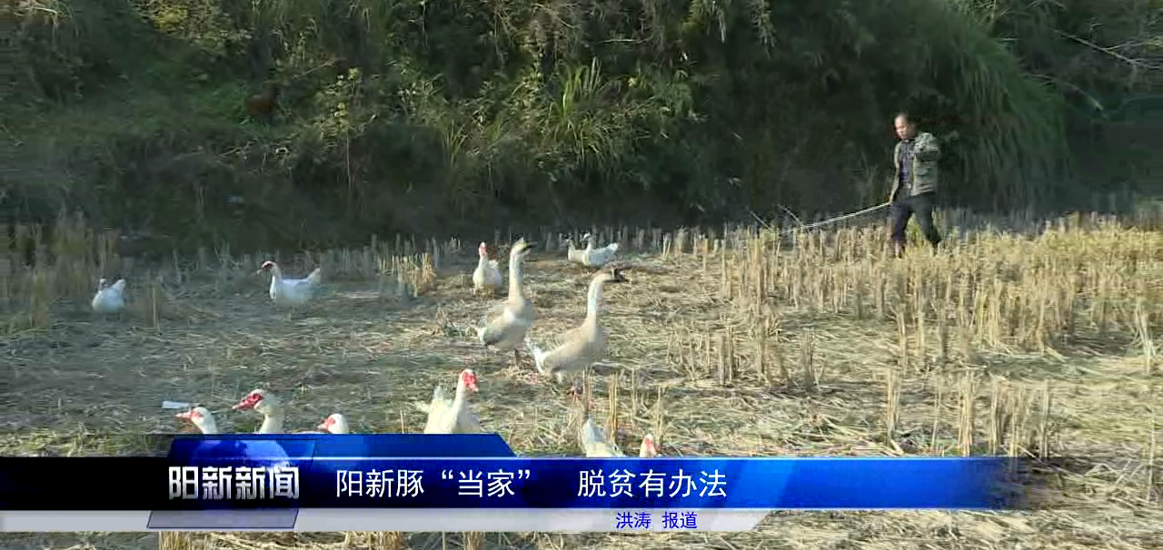 阳新豚当家脱贫有办法