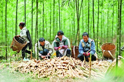 当地竹农抢抓时节采挖,加工大竹笋销往外地市场.