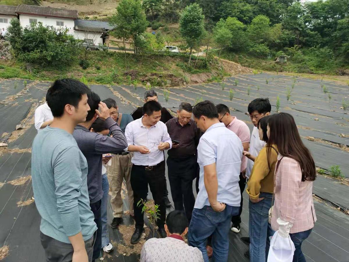 兴山南阳镇营盘村樱桃李基地,湖北省农科院喻大昭院长正在田间做指导