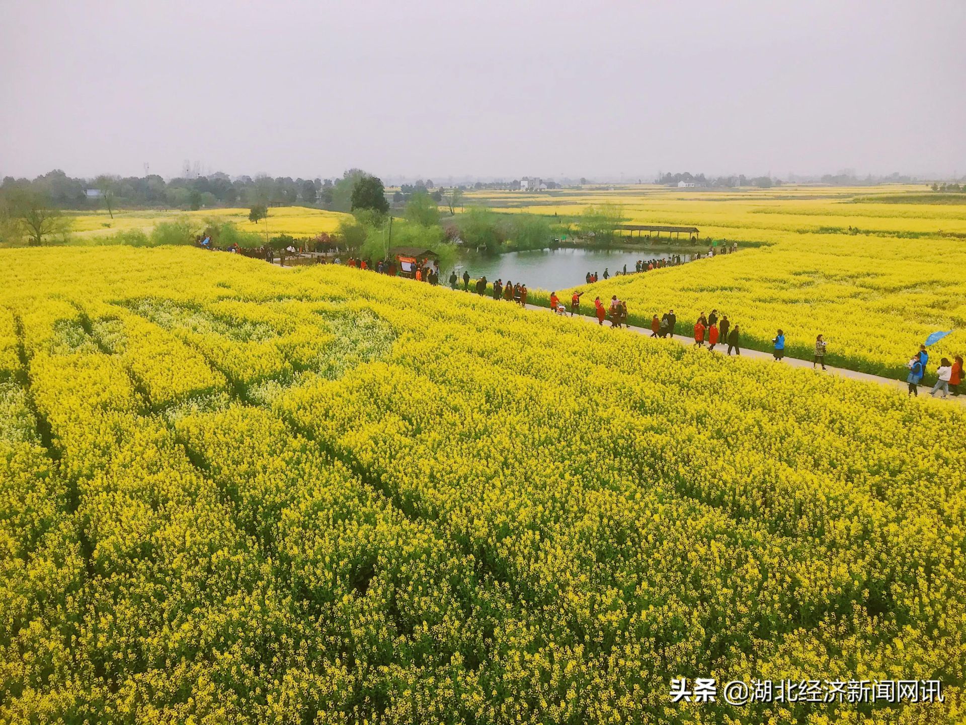 媒体聚焦油菜花开满地金2021年湖北省油菜花节在荆门沙洋开幕