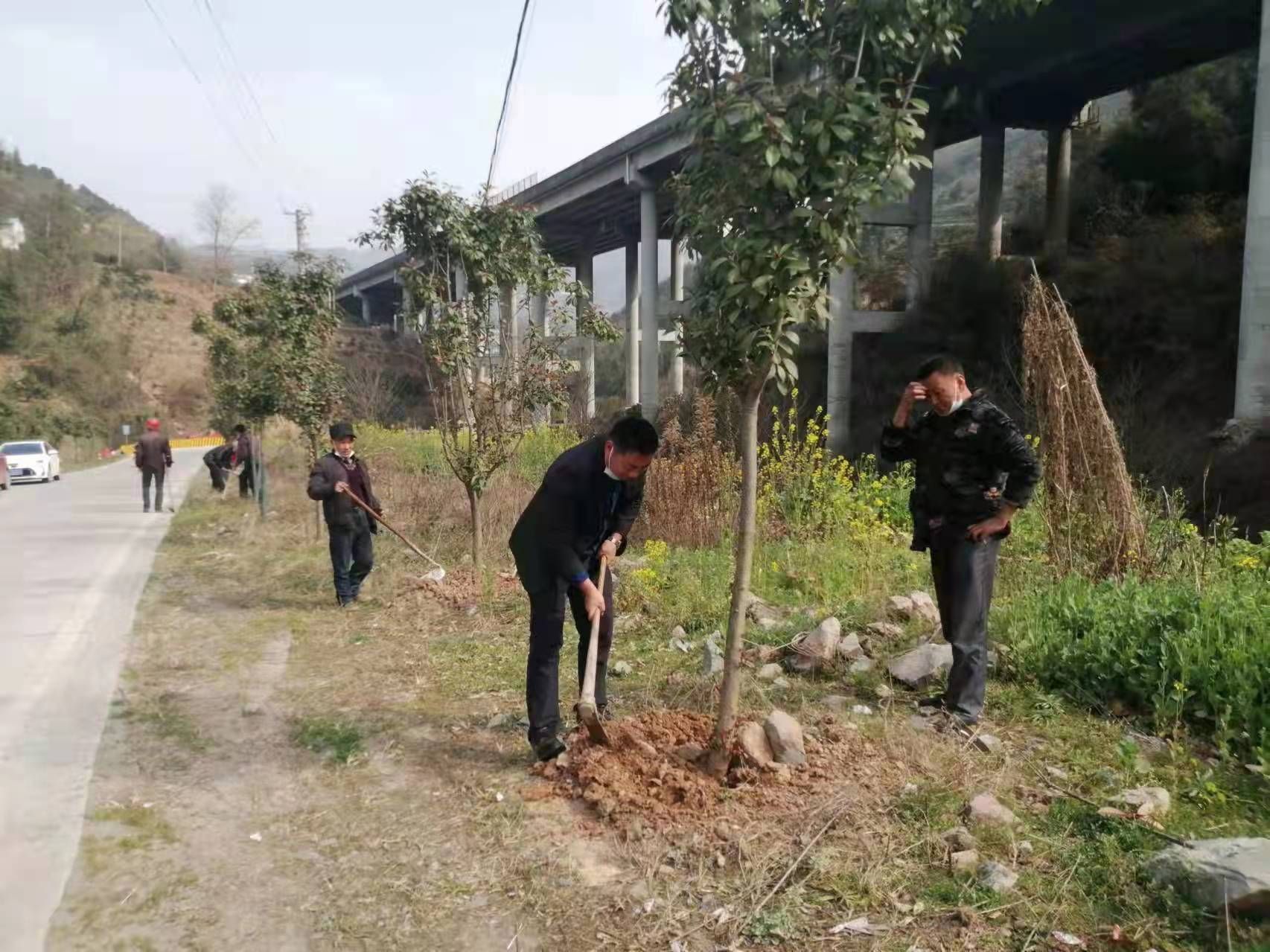 秭归水田坝乡育林护林强服务科学管理行道树