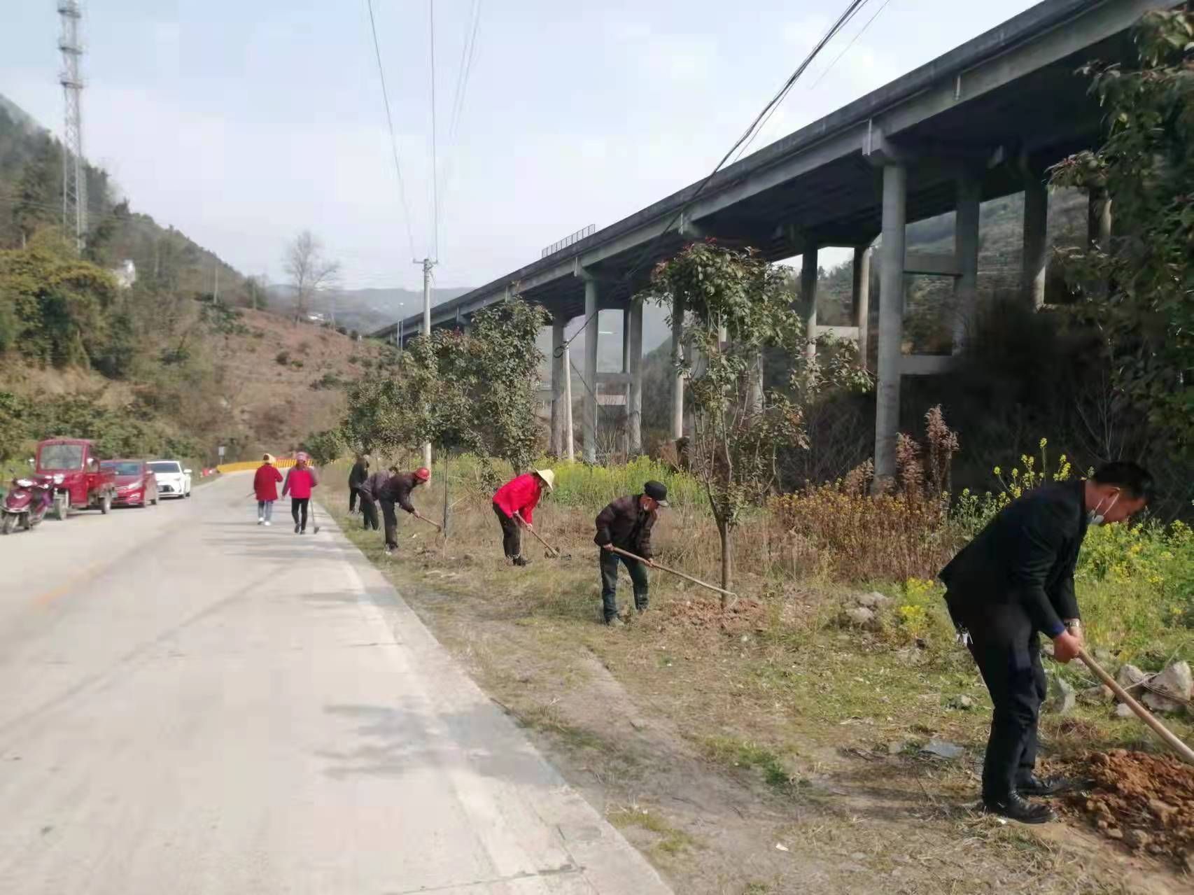 秭归水田坝乡育林护林强服务科学管理行道树