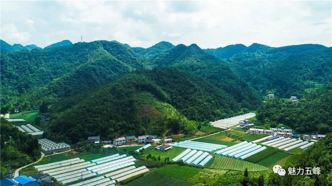 长乐坪镇百年关村"林药蜂"产业融合科普示范基地△五峰中药材科技