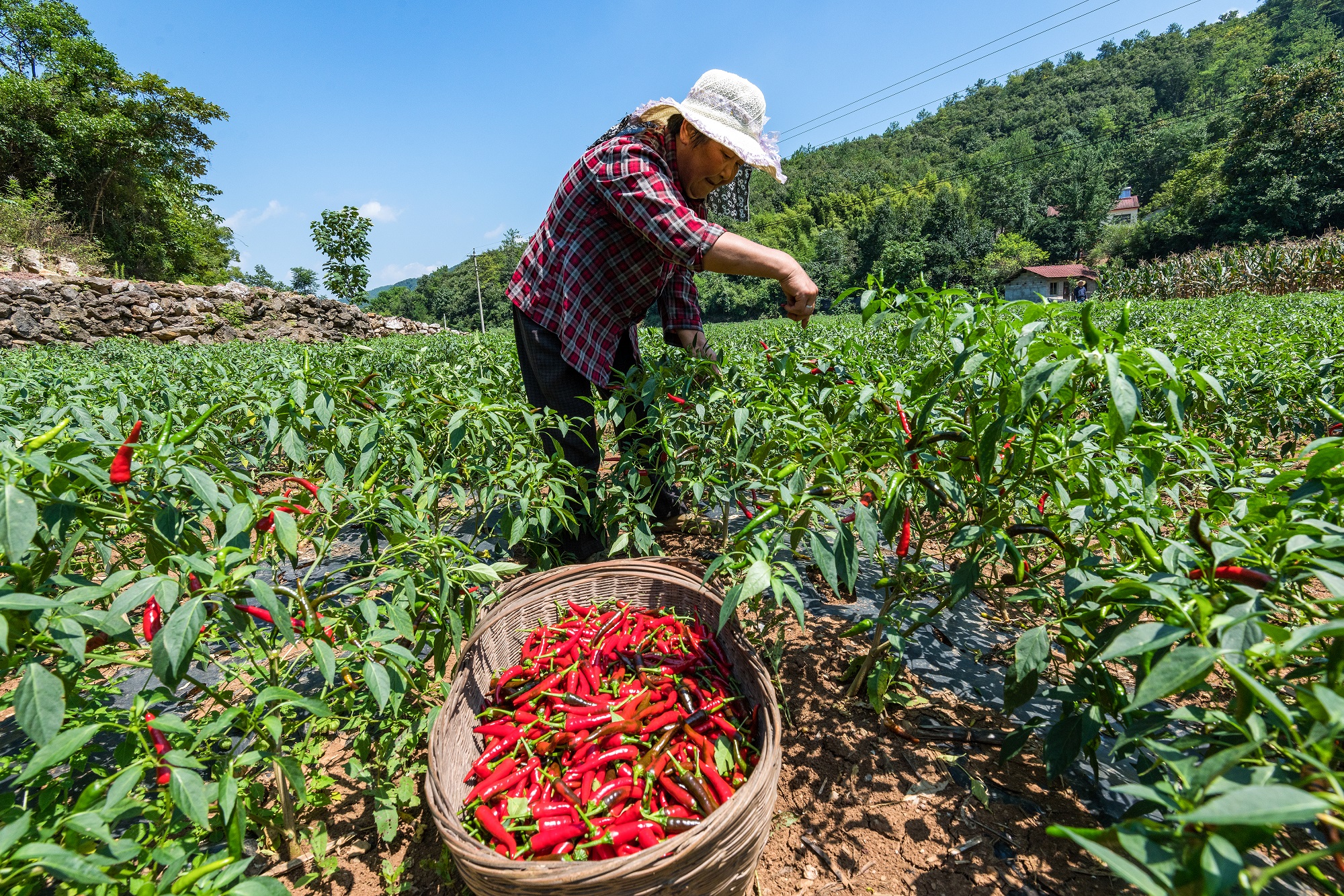 辣椒灰霉病-果树、蔬菜、茶树病虫-图片