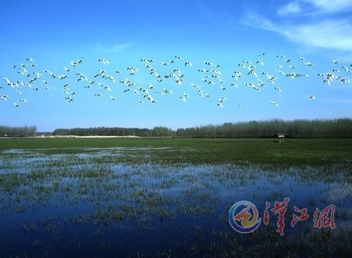 浩瀚,飘渺加各种各样的鸟类是谷城汉江湿地公园的特色.