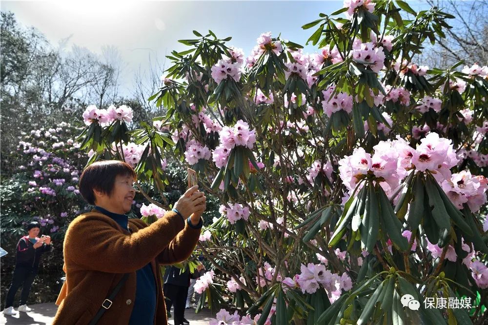 万花丛中展芳华保康万亩云锦杜鹃竞相绽放