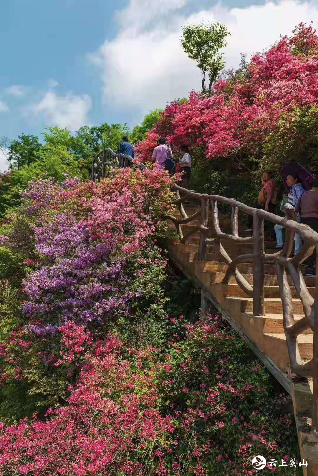 花开荆楚 | 英山天马寨 五彩杜鹃开