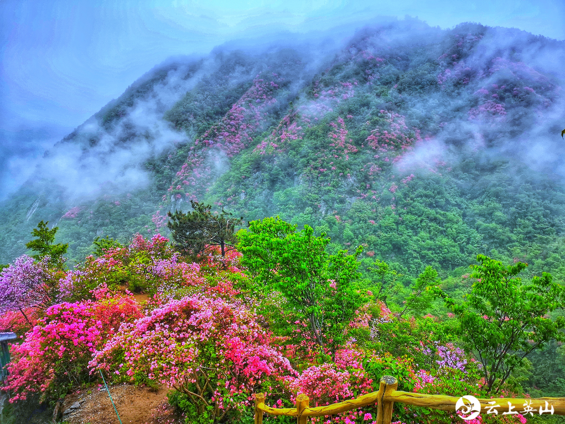 花开荆楚英山天马寨五彩杜鹃开