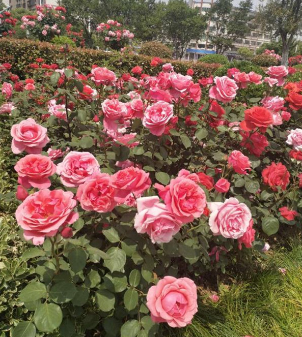 枣阳栽花添景工程扮靓城市道路