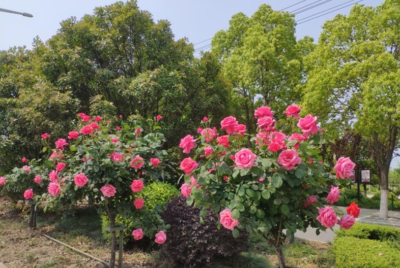 枣阳"栽花添景"工程扮靓城市道路_云上枣阳