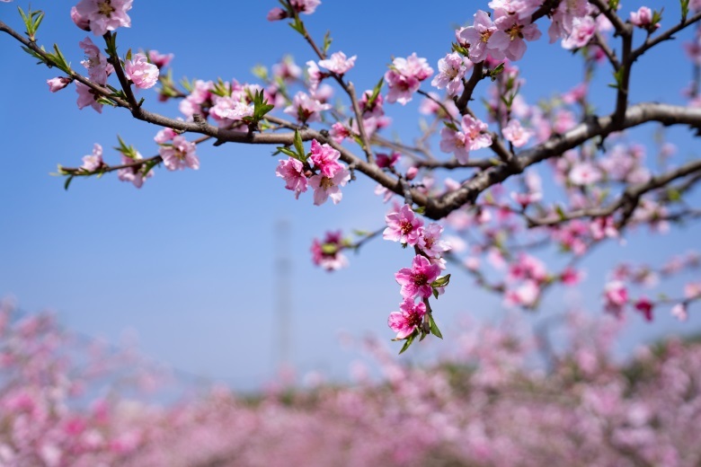 枣阳帝乡寻春意桃树花正红